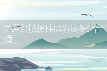 九月红脐橙种植海拔多少合适