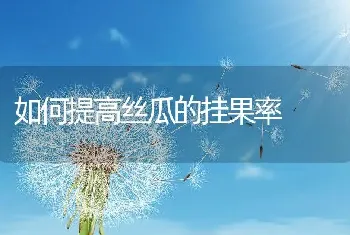 如何提高丝瓜的挂果率