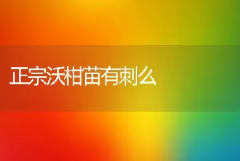 正宗沃柑苗有刺么