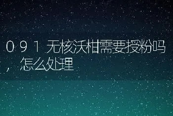 091无核沃柑需要授粉吗,怎么处理