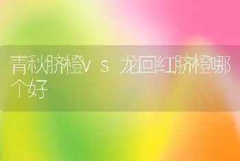 青秋脐橙vs龙回红脐橙哪个好