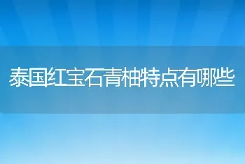 泰国红宝石青柚特点有哪些