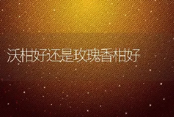 沃柑好还是玫瑰香柑好