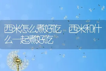 西米怎么煮好吃 西米和什么一起煮好吃