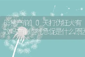 母猪产前10天打伪狂犬有效吗产前喘气急促是什么原因