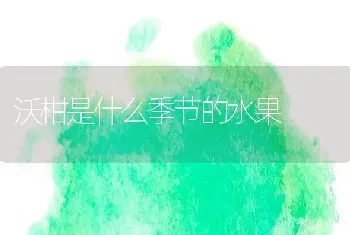 沃柑是什么季节的水果