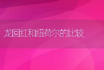 龙回红和纽荷尔的比较