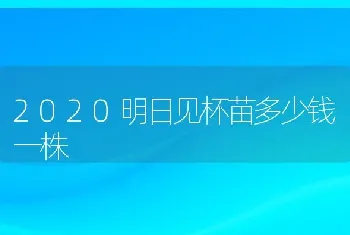 2020明日见杯苗多少钱一株