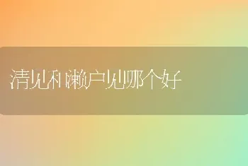 清见和濑户见哪个好