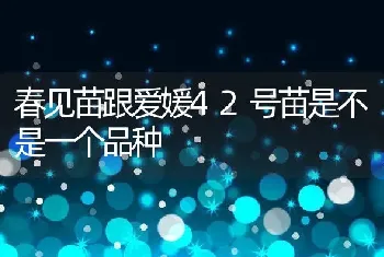 春见苗跟爱媛42号苗是不是一个品种