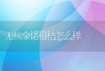 无核金诺柑桔怎么样