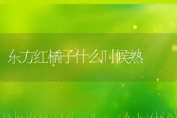 东方红橘子什么时候熟