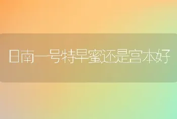 日南一号特早蜜还是宫本好