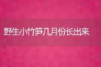 野生小竹笋几月份长出来