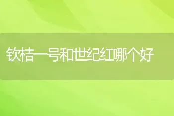 钦桔一号和世纪红哪个好