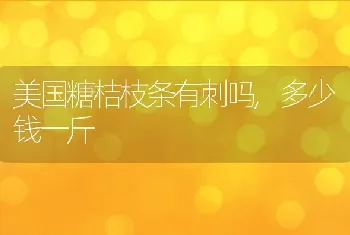 美国糖桔枝条有刺吗,多少钱一斤