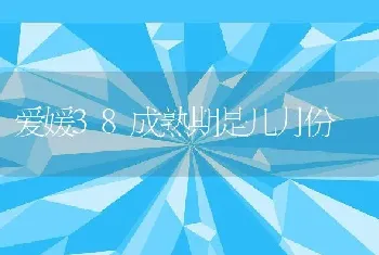 爱媛38成熟期是几月份