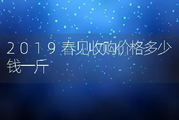 2019春见收购价格多少钱一斤