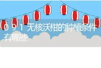 091无核沃柑的种植条件有哪些