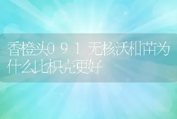 香橙头091无核沃柑苗为什么比枳壳更好