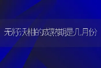 无籽沃柑的成熟期是几月份