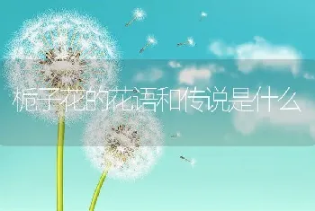 栀子花的花语和传说是什么