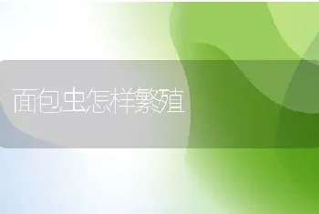 面包虫怎样繁殖