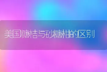 美国糖桔与砂糖柑的区别