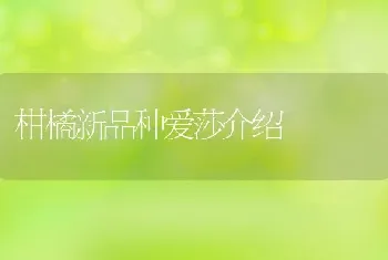 柑橘新品种爱莎介绍