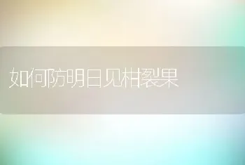 如何防明日见柑裂果