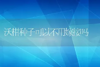 沃柑种子可以不用嫁接吗