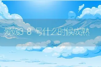 爱媛38号什么时候成熟