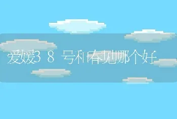 爱媛38号和春见哪个好