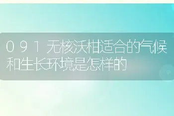 091无核沃柑适合的气候和生长环境是怎样的