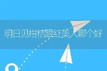 明日见柑桔跟红美人哪个好