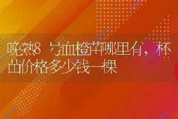 晚熟8号血橙苗哪里有,杯苗价格多少钱一棵