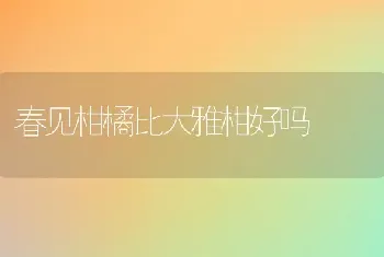 春见柑橘比大雅柑好吗