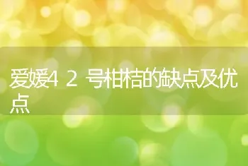 爱媛42号柑桔的缺点及优点