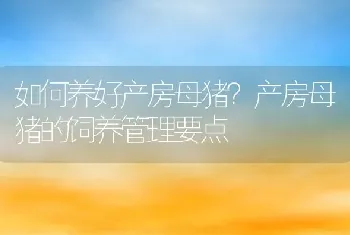 如何养好产房母猪？产房母猪的饲养管理要点