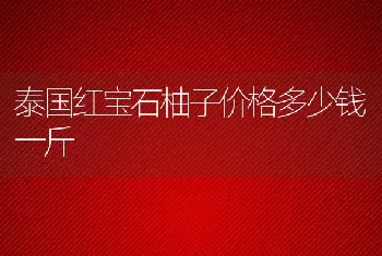 泰国红宝石柚子价格多少钱一斤