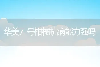 华美7号柑橘抗病能力强吗