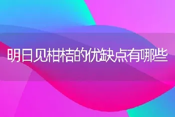 明日见柑桔的优缺点有哪些