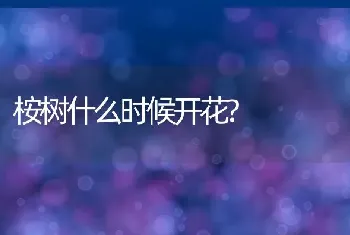 桉树什么时候开花?