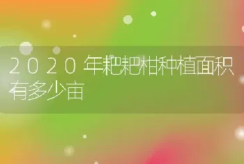 2020年耙耙柑种植面积有多少亩