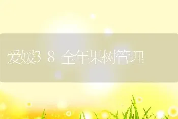 爱媛38全年果树管理