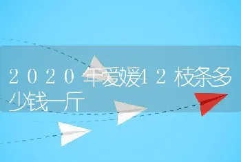 2020年爱媛42枝条多少钱一斤