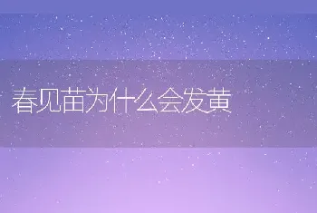 春见苗为什么会发黄