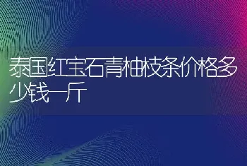 泰国红宝石青柚枝条价格多少钱一斤