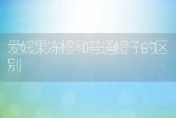 爱媛果冻橙和普通橙子的区别