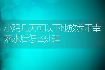 小鸡几天可以下地放养不幸落水后怎么处理